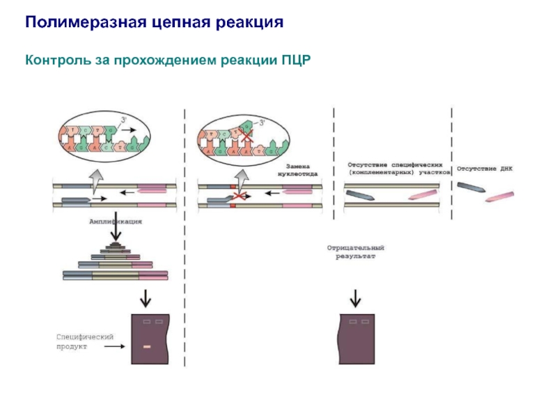 На рисунке изображен этап пцр