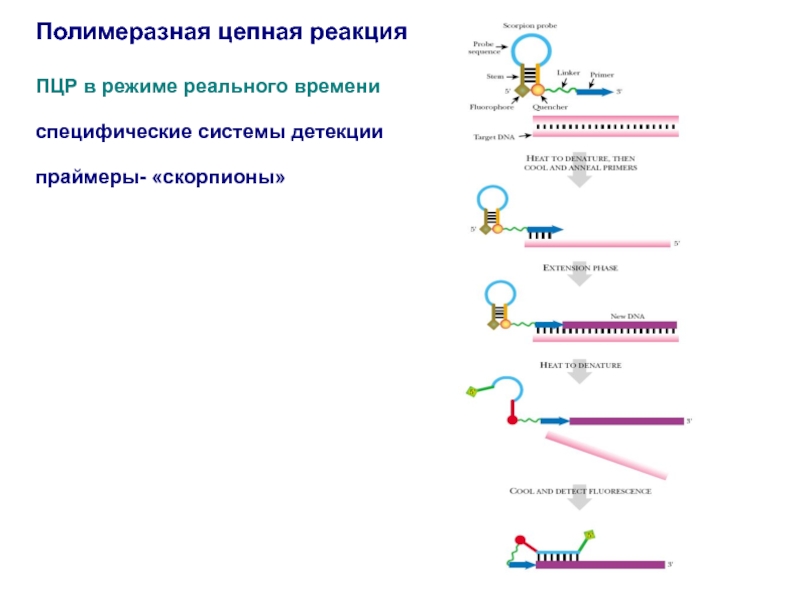 Пцр с детекцией в режиме реального времени