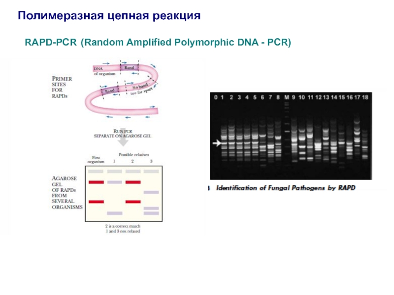 Полимеразная цепная реакция результат. PCR — полимеразная цепная реакция. Rapd ПЦР. Мультиплексная ПЦР схема. ПЦР Биомолекула.