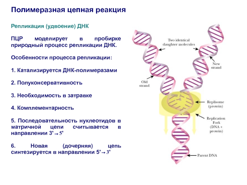 Удваивается молекула днк. ДНК полимераза репликация ДНК. Амплификация ДНК методом ПЦР. ДНК полимераза для ПЦР. . Полимеразная цепная реакция (ПЦР). Этапы.