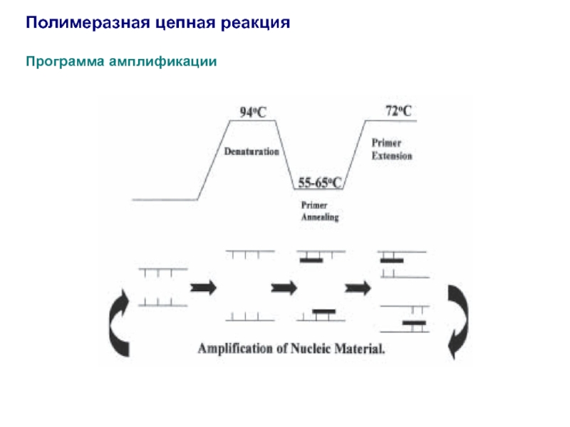 Схема пцр реакции