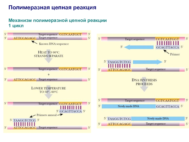 Схема полимеразной цепной реакции