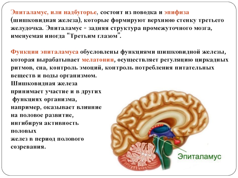 3 функции промежуточного мозга