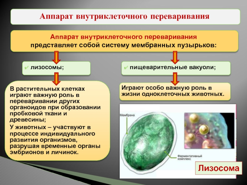 В образовании лизосом клетки участвуют. Аппарат внутриклеточного переваривания представлен:. Внутриклеточные мембранные пузырьки. Аппарат внутриклеточного переваривания лизосомы. Лизосома представляет собой.