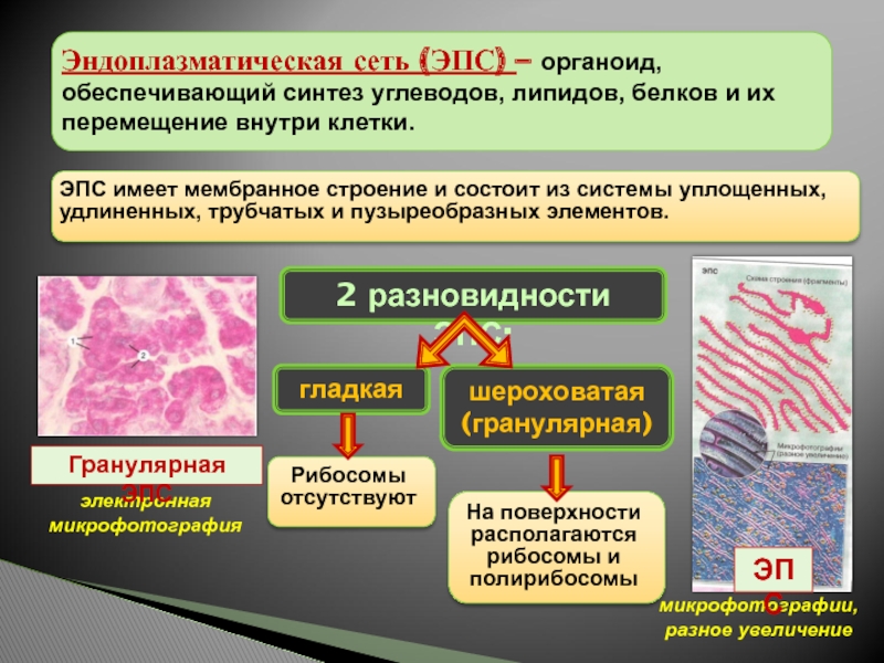 Обеспечивает синтез. Эндоплазматическая сеть Синтез углеводов. ЭПС органоид. ЭПС Синтез липидов. Гладкая ЭПС обеспечивает Синтез.