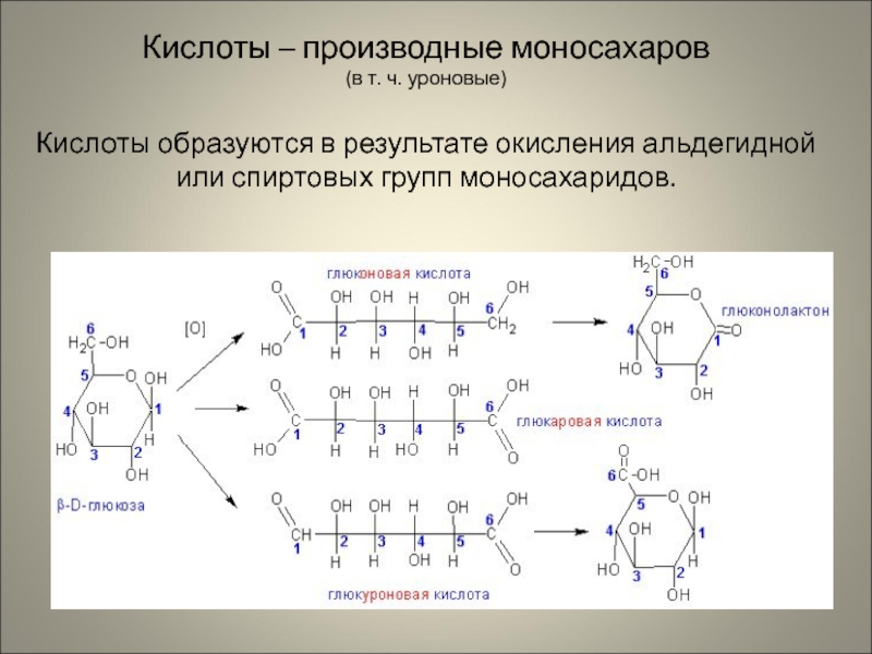 Наличие в глюкозе альдегидной группы. Д глюкаровая кислота образуется из. D глюкаровая кислота формула. Глюкаровая кислота формула циклическая. Получение d-глюкаровой кислоты.