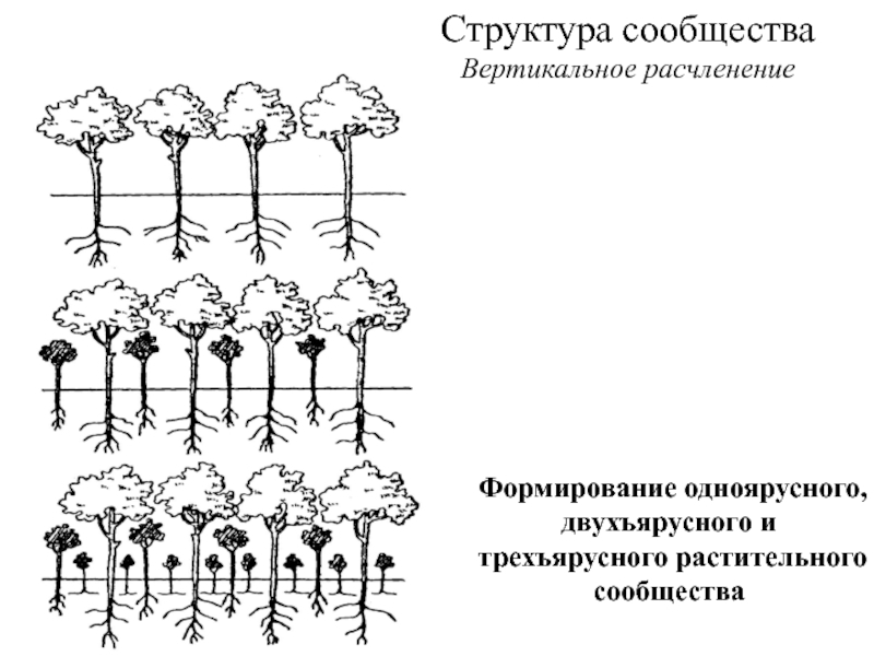 Тест структура растительного сообщества