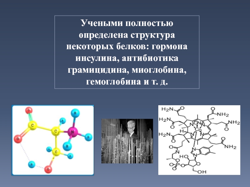 Белковый гормон человека