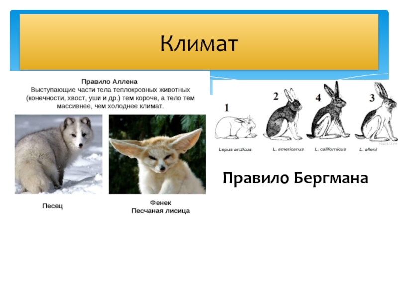 Правило бергмана презентация