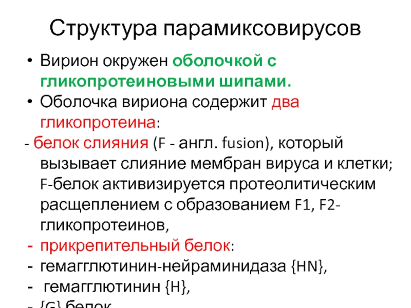 Вирусный белок. Структура парамиксовирусов. Парамиксовирусы строение вириона. Белки слияния вирусов. Парамиксовирусы антигенная структура.