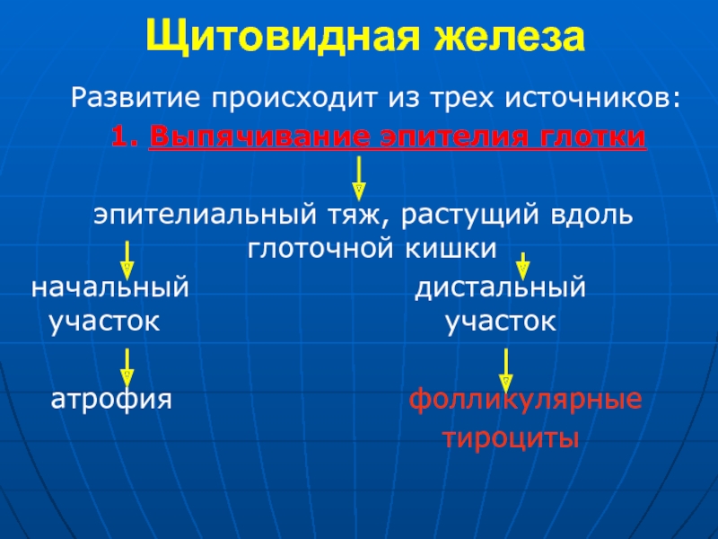 Развитие желез. Источники развития желез. Щитовидная железа развивается из выпячивания. Развитие железы.