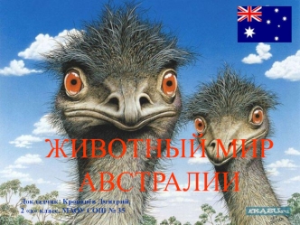 Животный мир Австралии