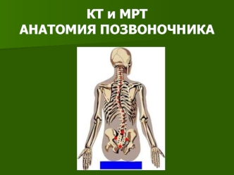 КТ и МРТ анатомия позвоночника