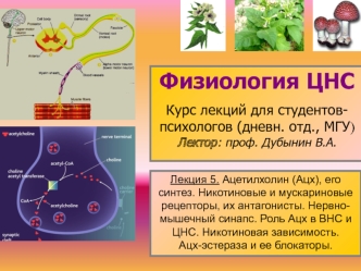 Представление о синапсе