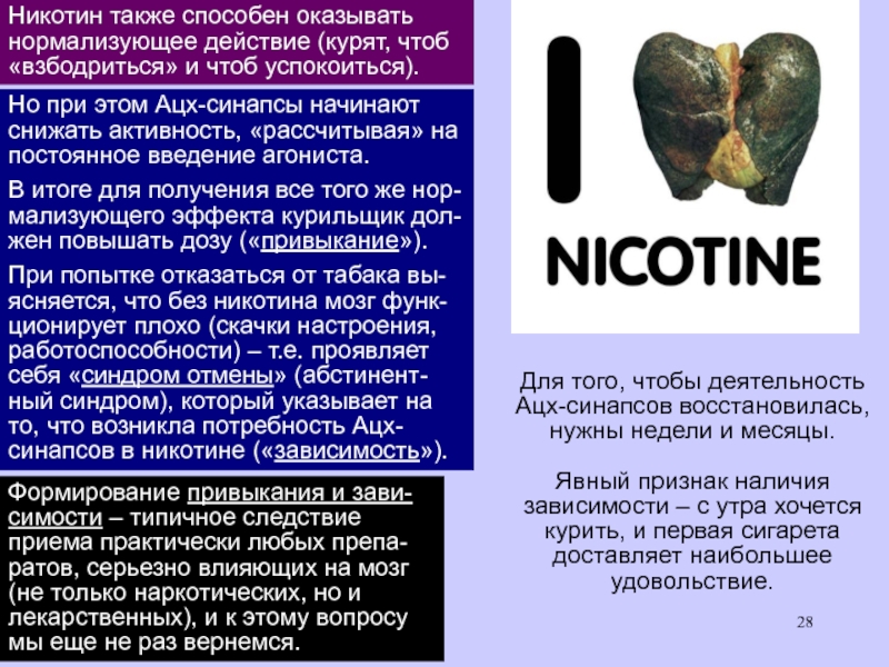 Нормализующее действие. Никотин синапс. Воздействие никотина на синапсы. Представление о никотине. Ацетилхолин и никотин.