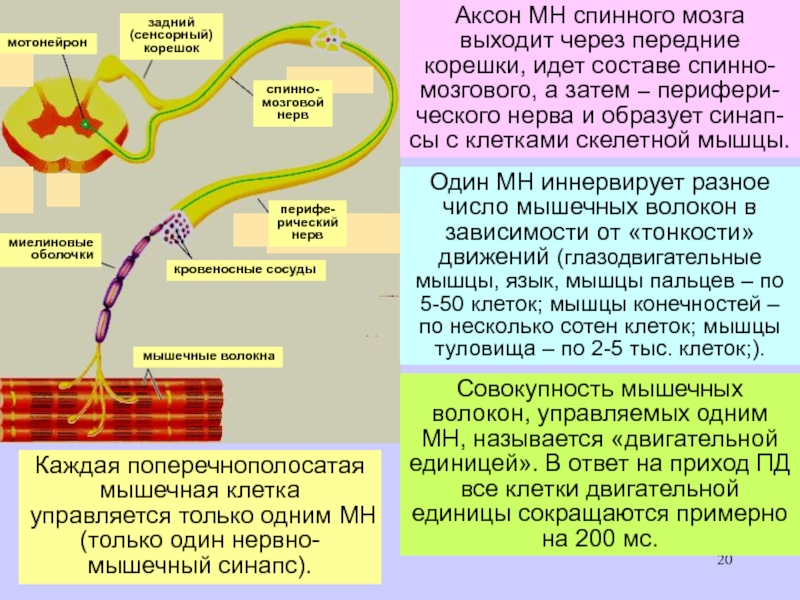 Каталог аксона. Двигательные волокна спинномозговых нервов образованы:. Передние корешки спинномозговых нервов образованы аксонами. Миелиновая оболочка спинного мозга. Периферический нерв Аксон.