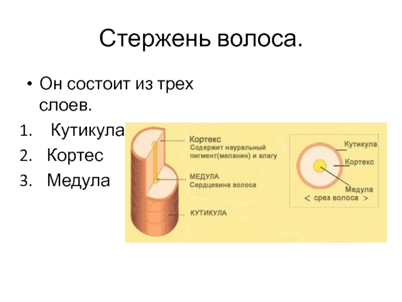 Структура волос и цвет