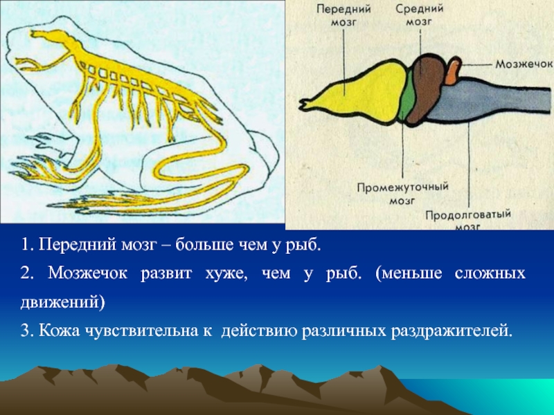 Передний мозг слабо развит. Мозжечок у рыб. Функция мозжечка у рыб. Мозжечок у земноводных. Передний мозг мозжечок у рыб.