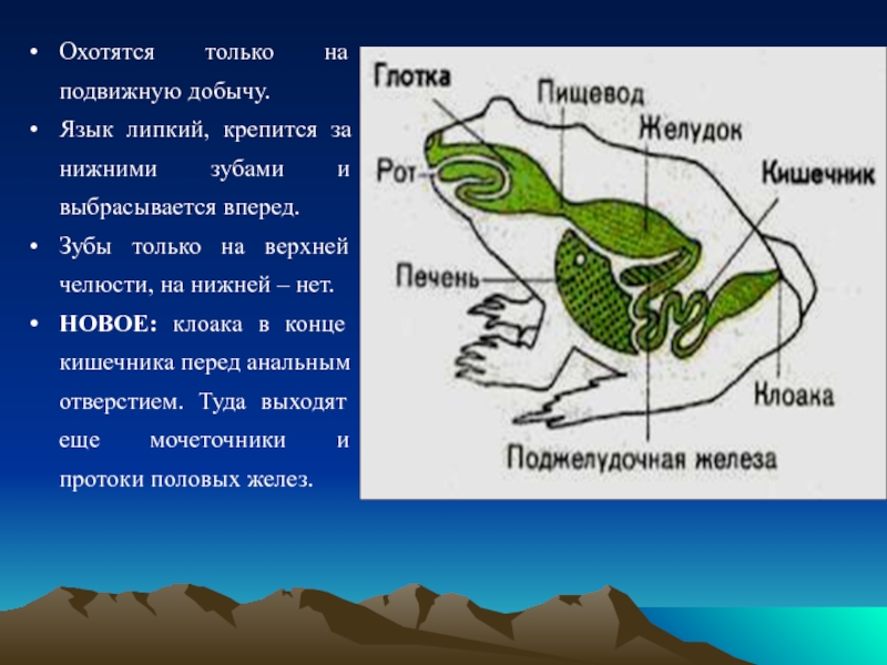 Половая система класс земноводные. Половая система амфибий. Половая система земноводных. У земноводных в клоаку открываются протоки. Что представляет собой клоака у земноводных?.