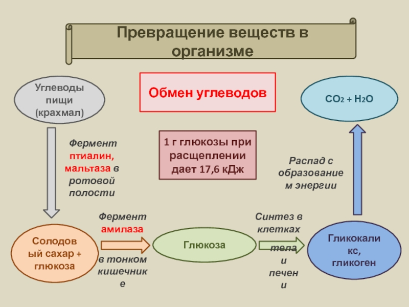 Образование углеводов в организме