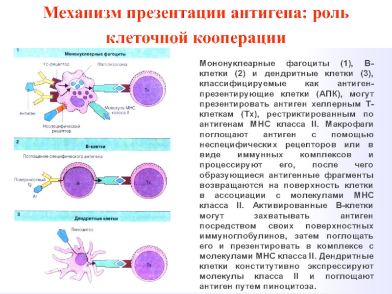 Презентация антигенов дендритными клетками