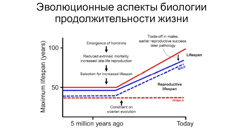 Биология продолжительности жизни