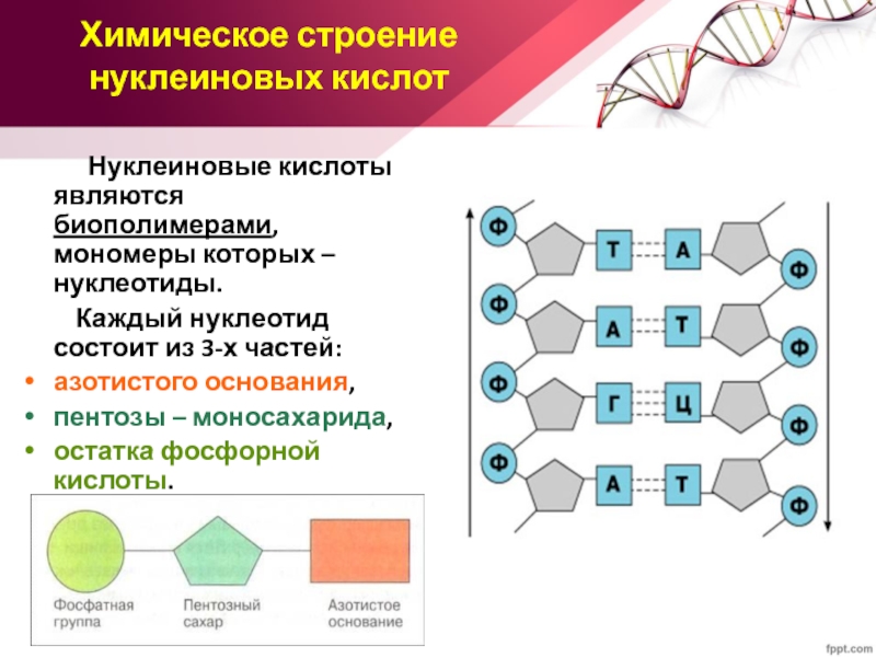 Мономерами нуклеиновых кислот являются нуклеотиды