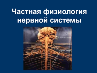 Частная физиология нервной системы