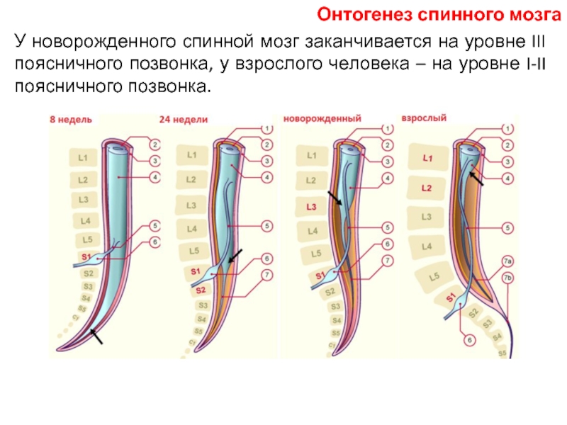 Уровни спинного мозга. Спинной мозг заканчивается на уровне. Спинной мозг у новорожденного заканчивается на уровне. Спинной мозг заканчивается на уровне поясничных позвонков.