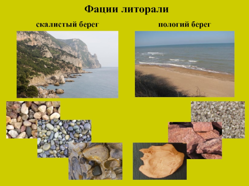 Фации литорали скалистый берег пологий берег