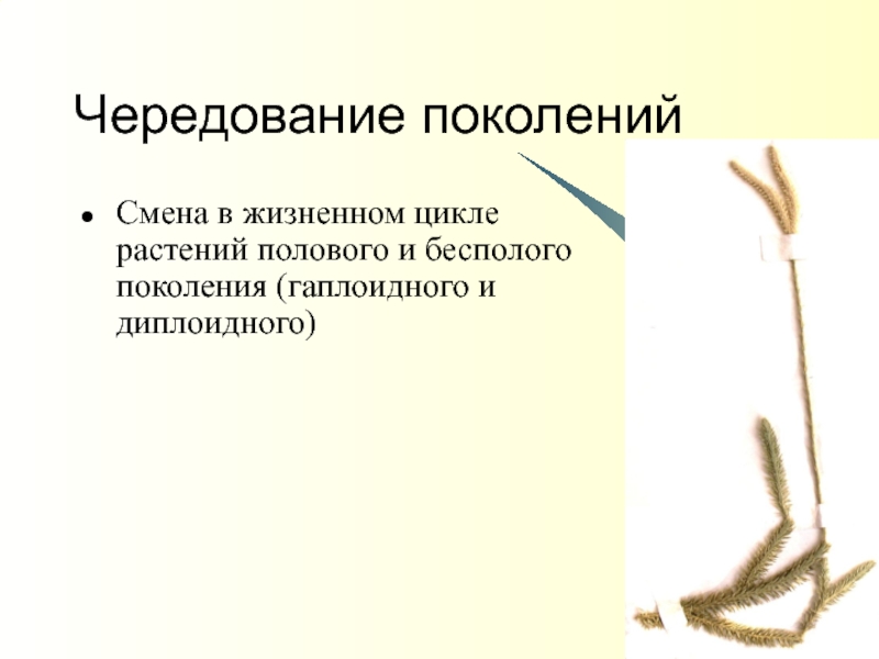 Диплоидная пшеница. Чередование поколений в жизненном цикле растений. Чередование поколений.