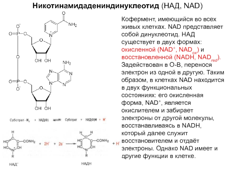 Никотин биохимия. Никотинамид динуклеотид. Никотин амиладениндинуклеотид. Строение кофермента НАДФ+. Кофермент НАДФ структура.