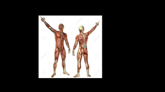 Анатомия. Мышцы