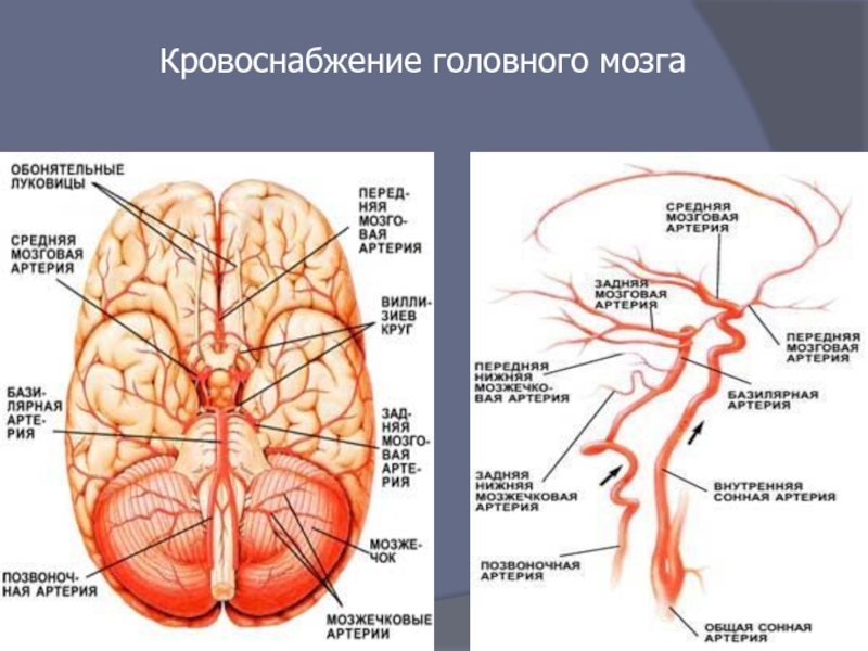 Картинка кровоснабжение головного мозга