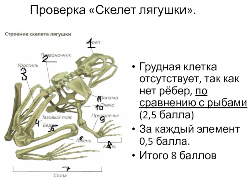 Кости скелета лягушки. Скелет лягушки. Особенности скелета лягушки. Строение скелета лягушки таблица. Есть ли у лягушки грудная клетка.