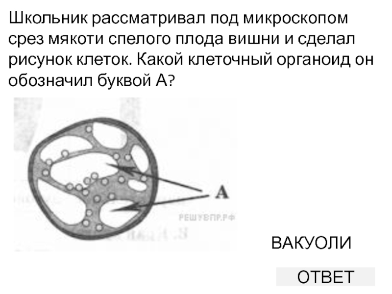 Ученик рассматривал под микроскопом лист смородины и сделал следующий рисунок что на рисунке клетки