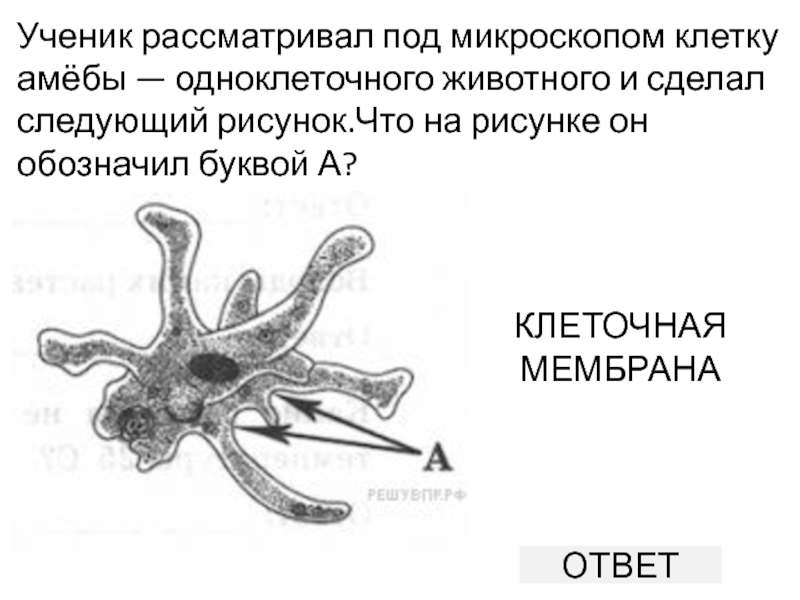 Ученик рассматривал под микроскопом лист растения и сделал следующий рисунок