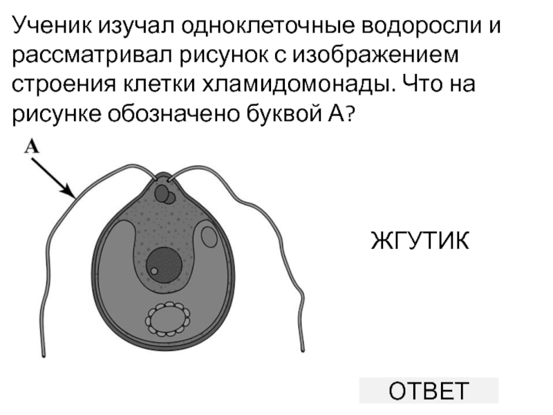 Выберите правильное изображение клетки хламидомонады на рисунках