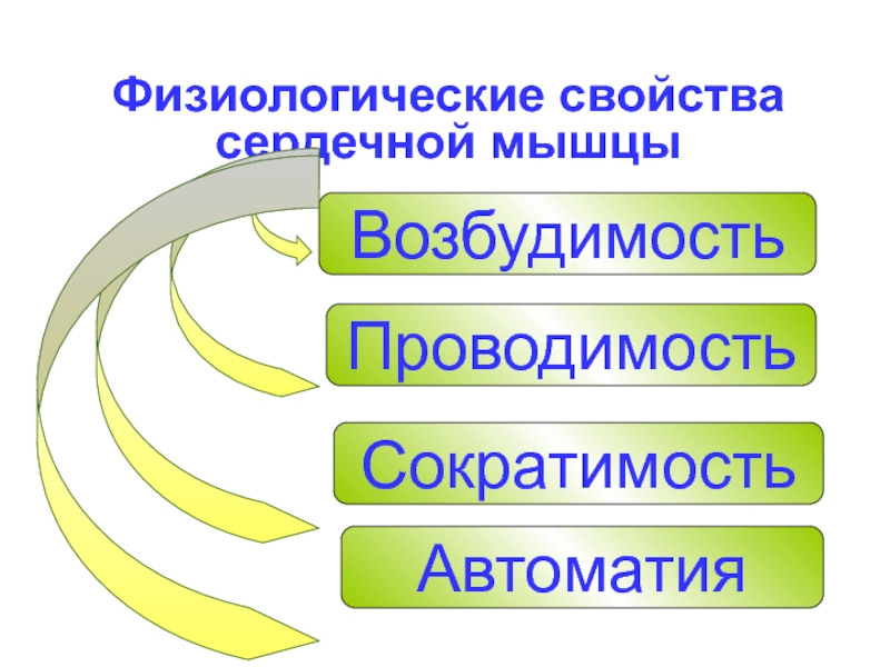 Возбудимость и сократимость