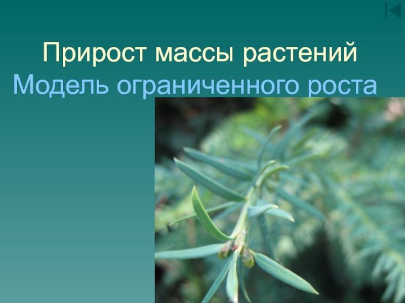 Масса растений. Прирост растений. У растений ограниченный рост. Вес растений.