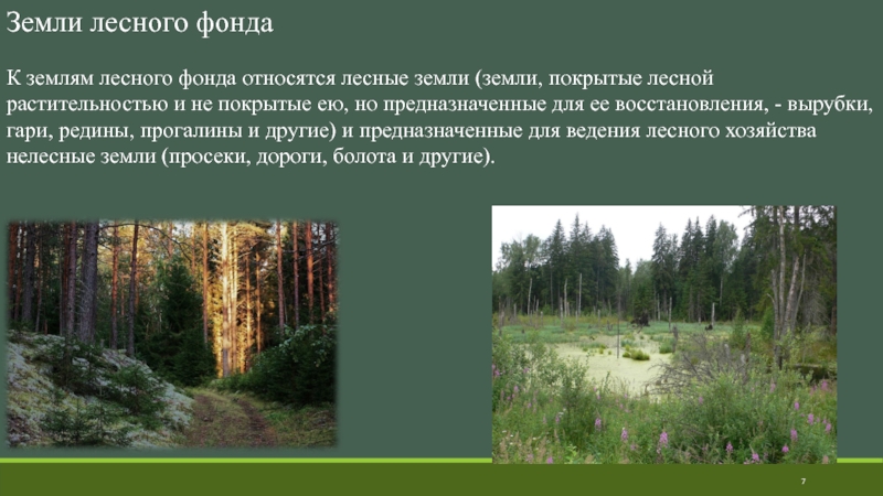 Что является лесом. Лесные и нелесные земли. Земли лесного фонда. К землям лесного фонда относятся земли. Земли лесного фонда, не покрытые Лесной растительностью.