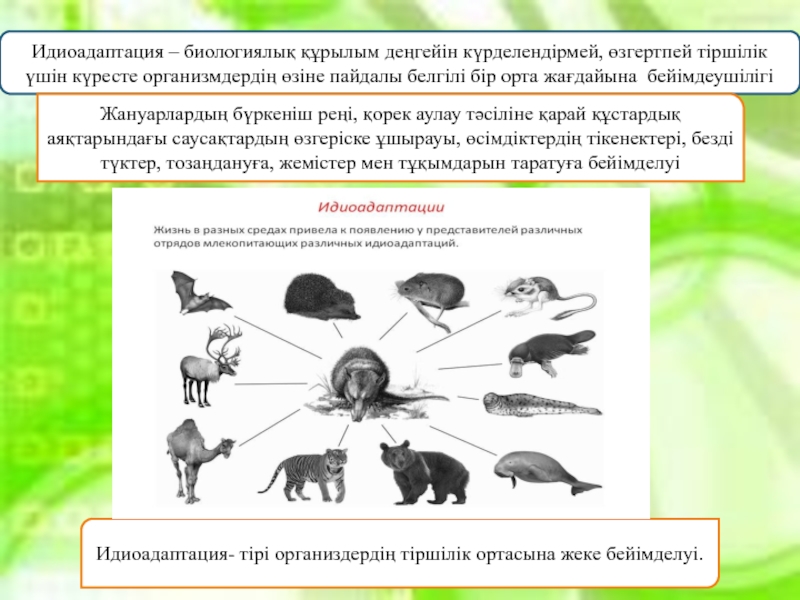 Приведите примеры идиоадаптаций у млекопитающих рассмотрите рисунки 66 и 67