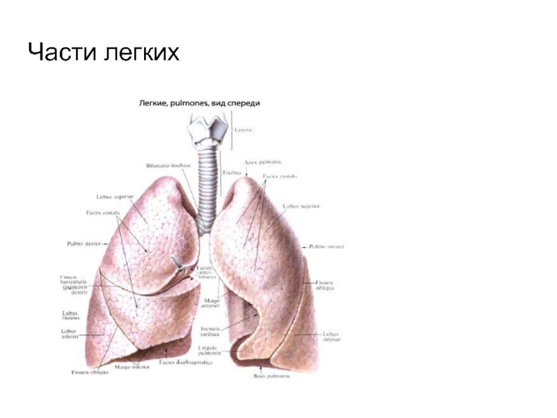 Части легкого