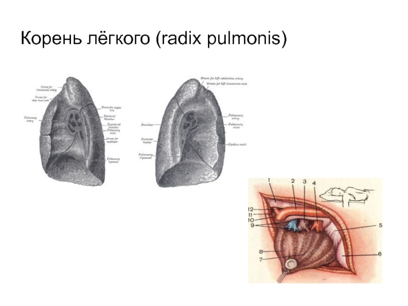 Корень легкого рисунок