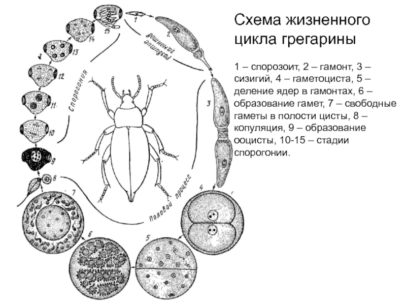 Схема жизненного цикла. Жизненный цикл грегарины схема. Сизигий грегарин. Gregarina SP жизненный цикл. Жизненный цикл грегарины моноцистис.