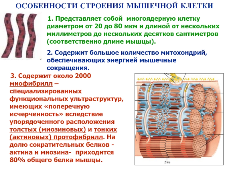 Основной какой системы является изображенная на рисунке клетка мышечной