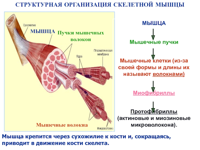 Рисунок мышечного пучка