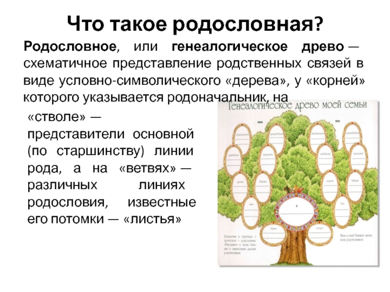 Проект на тему моя родословная 5 класс