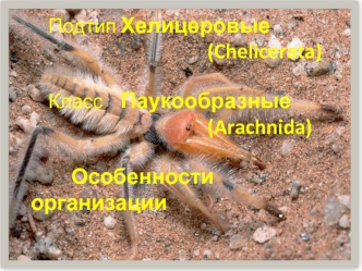 Подтип Хелицеровые (Chelicerata). Класс Паукообразные (Arachnida). Особенности организации