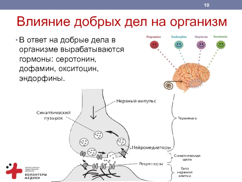 Какие гормоны вырабатывают железо